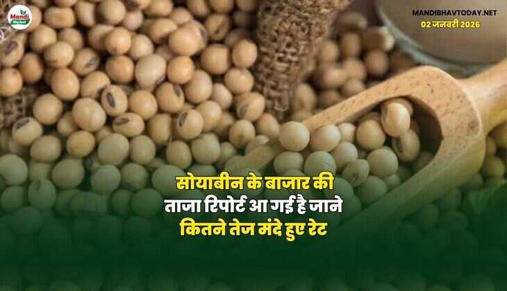 सोयाबीन के बाजार की ताजा रिपोर्ट आ गई है | जाने कितने तेज मंदे हुए रेट