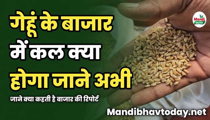 गेहूं के बाजार में कल क्या होगा | जाने क्या कहती है बाजार की रिपोर्ट