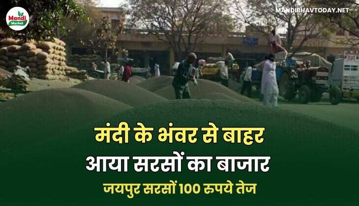 जयपुर सरसों 100 रुपये तेज
