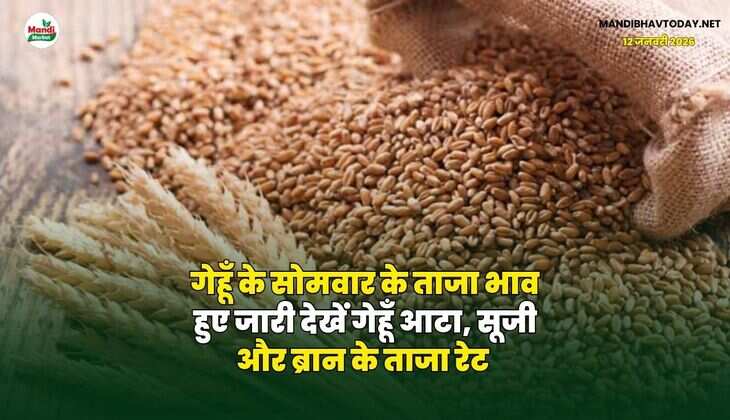 गेहूँ के सोमवार के ताजा भाव हुए जारी | देखें गेहूँ आटा, सूजी और ब्रान के ताजा रेट