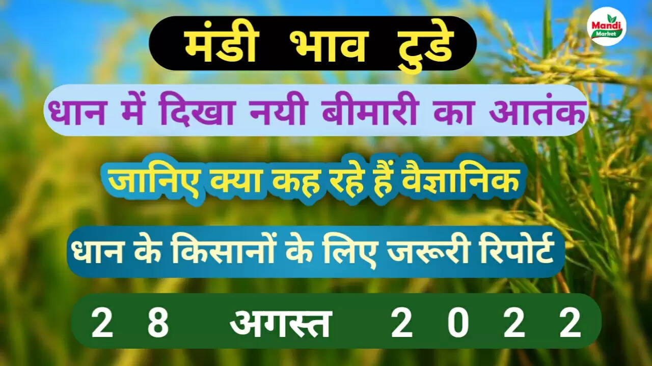 Paddy disease