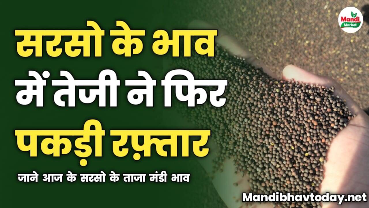 सरसो के भाव में तेजी ने फिर पकड़ी रफ़्तार | जाने आज के सरसो के ताजा मंडी भाव 