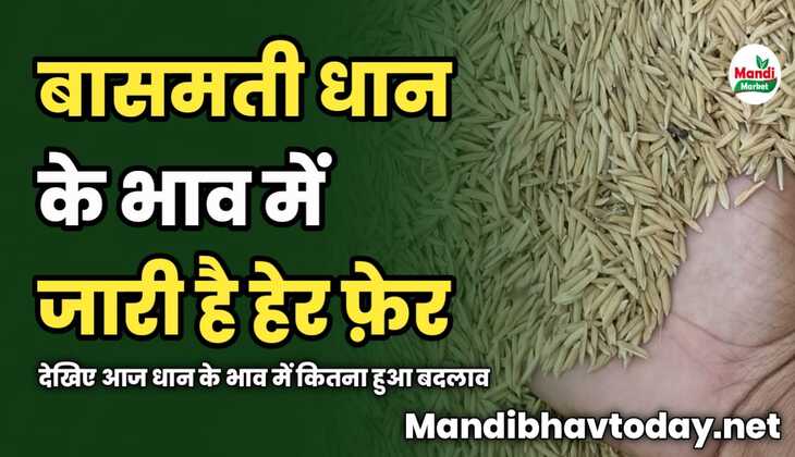 बासमती धान के भाव में जारी है हेर फ़ेर | देखिए आज धान के भाव में कितना हुआ बदलाव