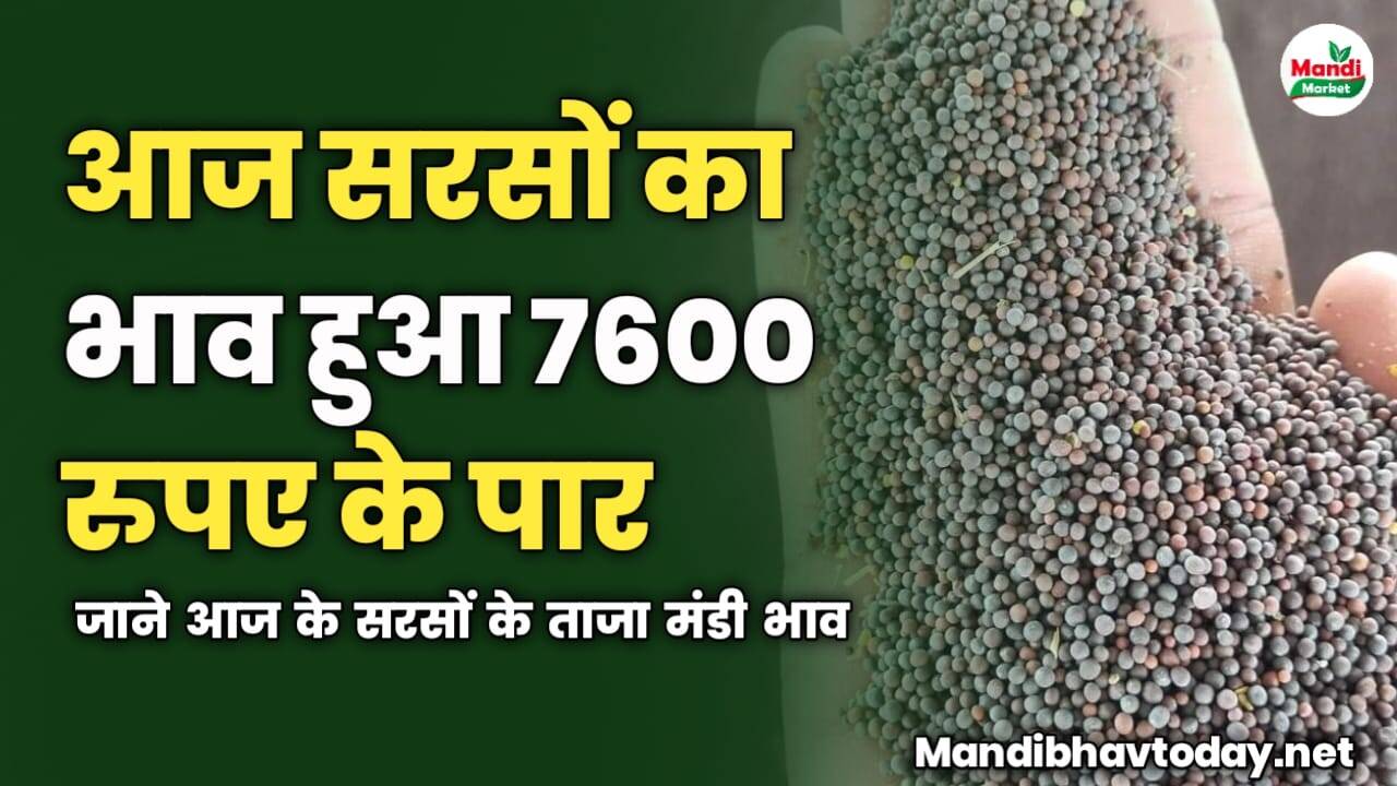 सरसों का भाव हुआ 7600 के पार | जाने आज के सरसों के ताजा मंडी भाव