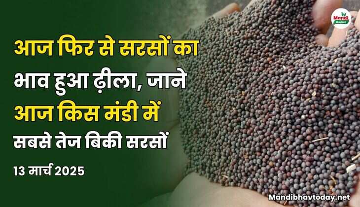 सरसों भाव 