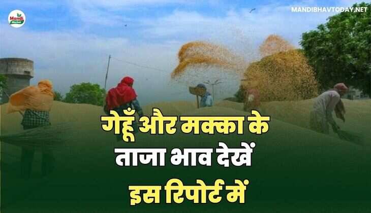 गेहूँ और मक्का के ताजा भाव देखें | इस रिपोर्ट में