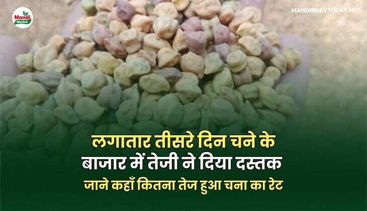 लगातार तीसरे दिन चने के बाजार में तेजी ने दिया दस्तक | जाने कहाँ कितना तेज हुआ चना का रेट