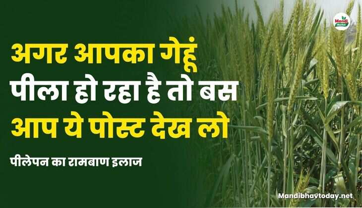 अगर आपका गेहूं पीला हो रहा है तो बस आप ये पोस्ट देख लो | पीलेपन का रामबाण इलाज