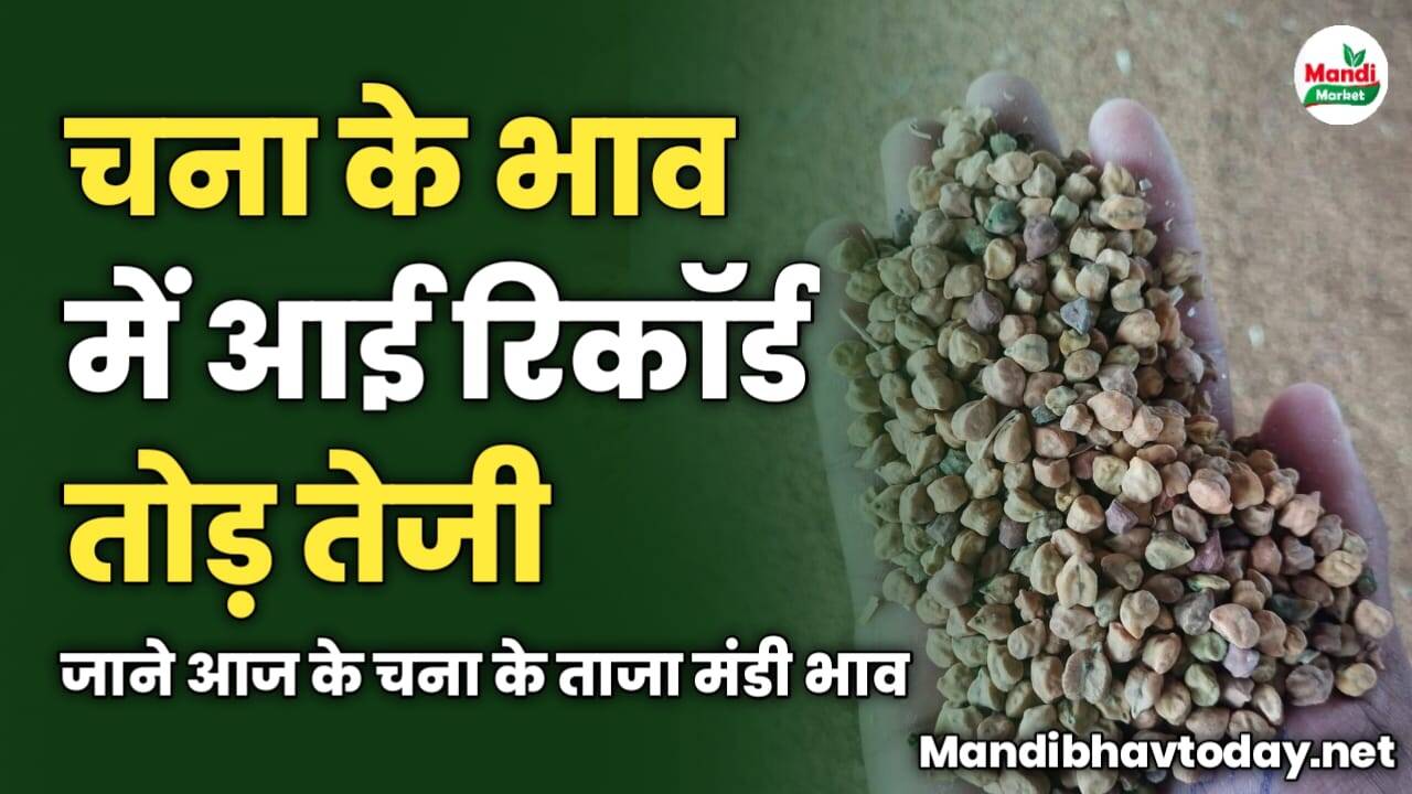 चना की कीमतों में आई रिकॉर्ड तोड़ तेजी | जाने आज के चना के ताजा मंडी भाव 