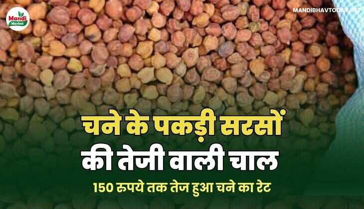 चने के पकड़ी सरसों की तेजी वाली चाल | 150 रुपये तक तेज हुआ चने का रेट
