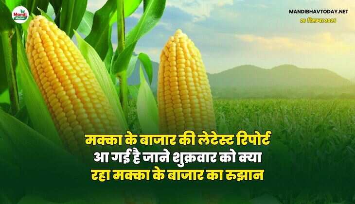 मक्का के बाजार की लेटेस्ट रिपोर्ट आ गई है | जाने शुक्रवार को क्या रहा मक्का के बाजार का रुझान