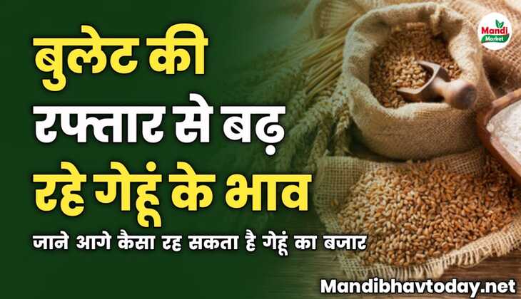 बुलेट की रफ्तार से बढ़ रहे गेहूं के भाव | जाने आगे कैसा रह सकता है गेहूं का बजार 