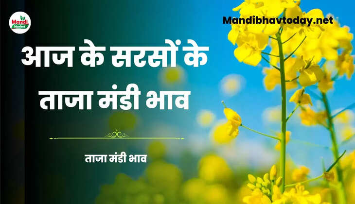  सरसों 100 रुपये तेज | जाने क्या खुले हैं आज सरसों के रेट Sarso Live Rate Today 09 june 2023