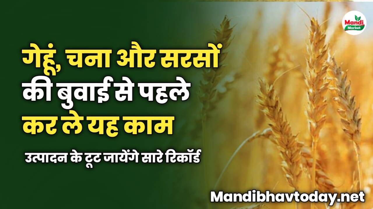 गेहूं, चना और सरसों की बुवाई से पहले कर ले यह काम | उत्पादन के टूट जायेंगे सारे रिकॉर्ड