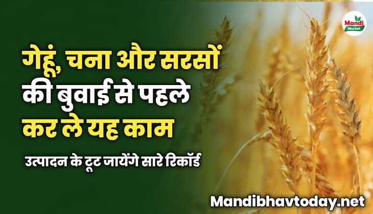 गेहूं, चना और सरसों की बुवाई से पहले कर ले यह काम | उत्पादन के टूट जायेंगे सारे रिकॉर्ड 