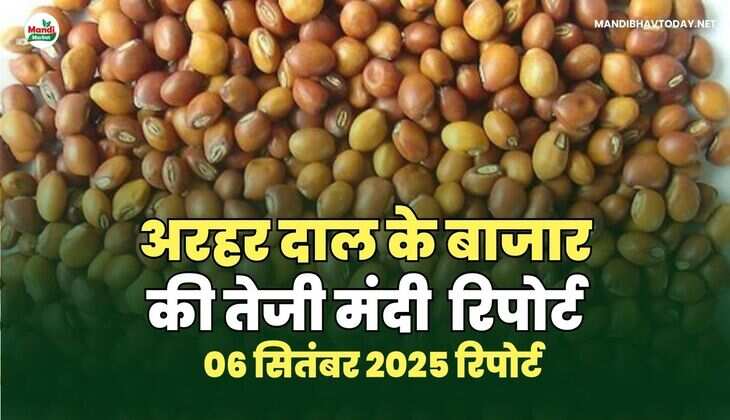 अरहर /तुवर  दाल की तेजी मंदी रिपोर्ट   06  Sep  2025