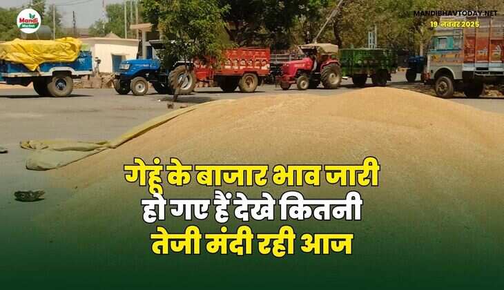 गेहूं के बाजार भाव जारी हो गए हैं | देखे कितनी तेजी मंदी रही आज