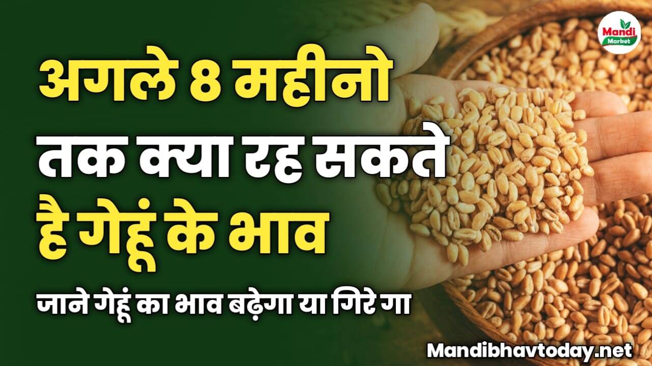 अगले 8 महीनो तक क्या रह सकते है गेहूं के भाव | जाने गेहूं का भाव बढ़ेगा या गिरे गा 