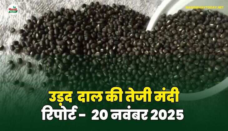 उड़द दाल की तेजी मंदी रिपोर्ट - 20 नवंबर 2025 