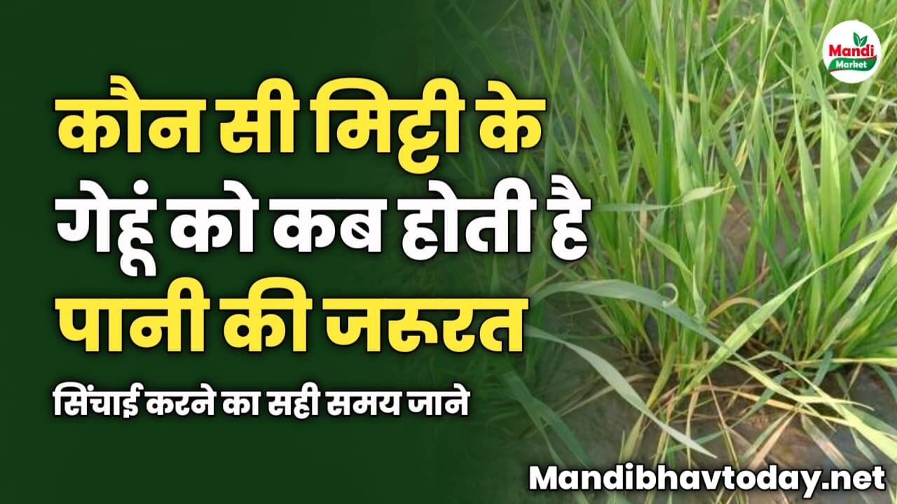 कौन सी मिट्टी के गेहूं को कब होती है पानी की जरूरत | सिंचाई करने का सही समय जाने