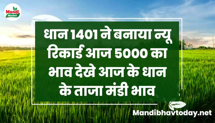 धान 1401 ने बनाया न्यू रिकार्ड आज 5000 का भाव देखे आज के धान के ताजा मंडी भाव 31 December 2022