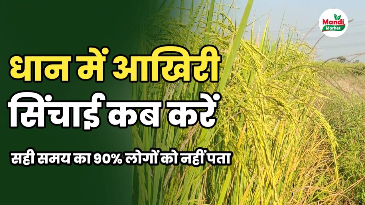 धान मे आखिरी सिंचाई कब करें | सही समय का 90% लोगों को नहीं पता