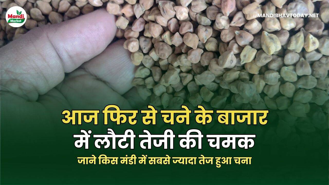 आज फिर से चने के बाजार में लौटी तेजी की चमक | जाने किस मंडी में सबसे ज्यादा तेज हुआ चना