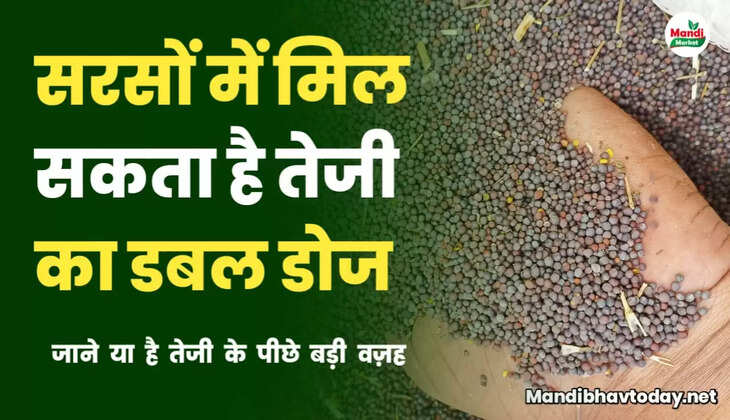 sarso teji mandi report