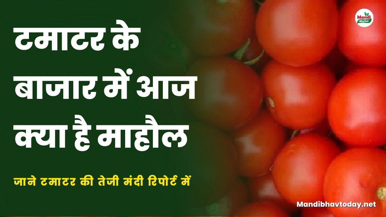 टमाटर के बाजार में आज क्या है माहौल | जाने टमाटर की तेजी मंदी रिपोर्ट में
