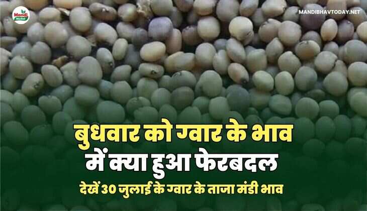 बुधवार को ग्वार के भाव में क्या हुआ फेरबदल | देखें 30 जुलाई के ग्वार के ताजा मंडी भाव 