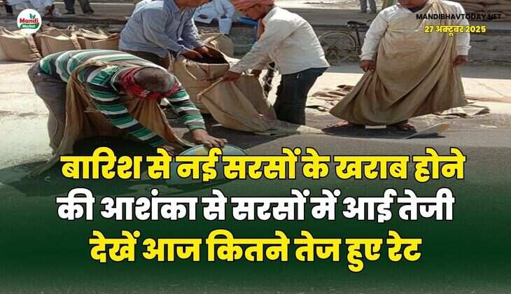 बारिश से नई सरसों के खराब होने की आशंका से सरसों में आई तेजी | देखें आज कितने तेज हुए रेट