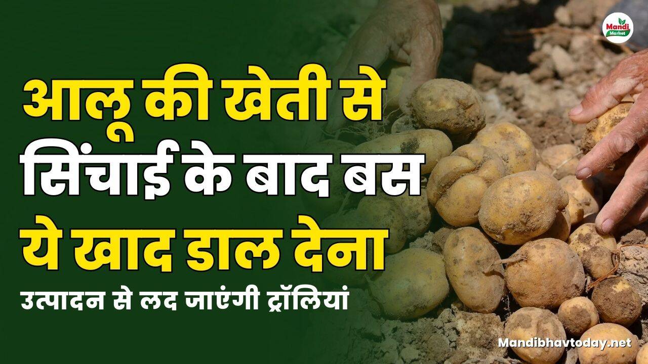 आलू की खेती से सिंचाई के बाद बस ये खाद डाल देना | उत्पादन से लद जाएंगी ट्रॉलियां