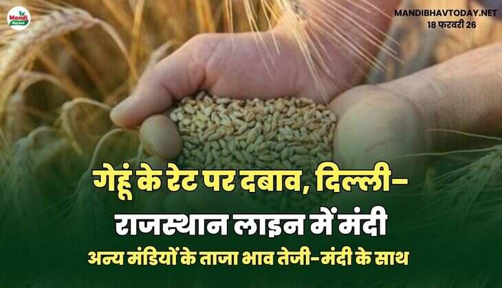 गेहूं के रेट पर दबाव, दिल्ली&ndash;राजस्थान लाइन में मंदी | जाने अन्य मंडियों के ताजा भाव तेजी-मंदी के साथ 