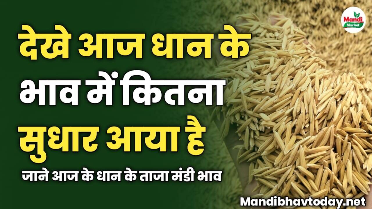 देखे आज धान के भाव में कितना सुधार आया है | जाने आज के धान के ताजा मंडी भाव