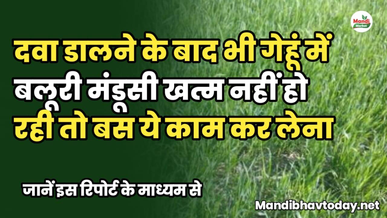 दवा डालने के बाद भी गेहूं में बलूरी, मंडूसी खत्म नहीं हो रही तो बस ये काम कर लेना