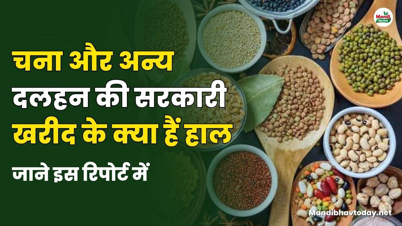 चना और अन्य दलहन की सरकारी खरीद के क्या हैं हाल | जाने इस रिपोर्ट में