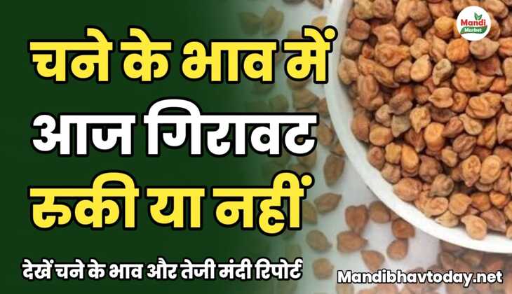 चने के भाव में आज गिरावट रुकी या नहीं | देखें चने के भाव और तेजी मंदी रिपोर्ट 