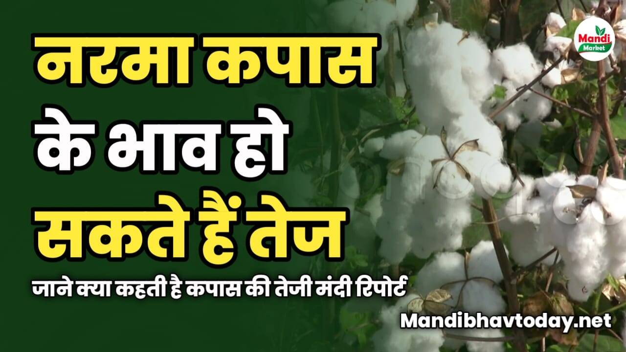 नरमा कपास के भाव हो सकते हैं तेज | जाने क्या कहती है कपास की तेजी मंदी रिपोर्ट