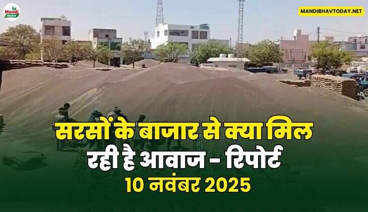 सरसों के बाजार से क्या मिल रही है आवाज - रिपोर्ट