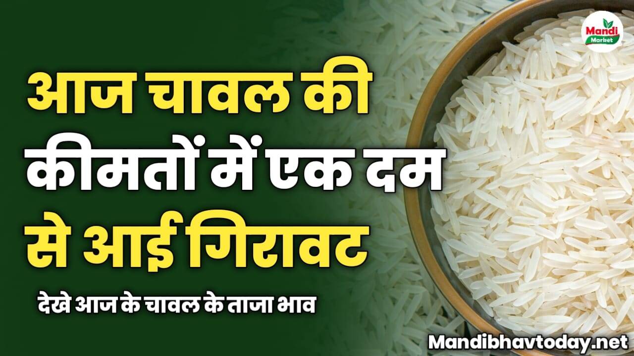चावल की कीमतों में एक दम से आई गिरावट | देखे आज के चावल के ताजा भाव