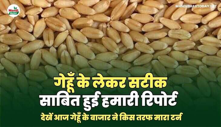 गेहूँ के लेकर सटीक साबित हुई हमारी रिपोर्ट | देखें आज गेहूँ के बाजार ने किस तरफ मारा टर्न