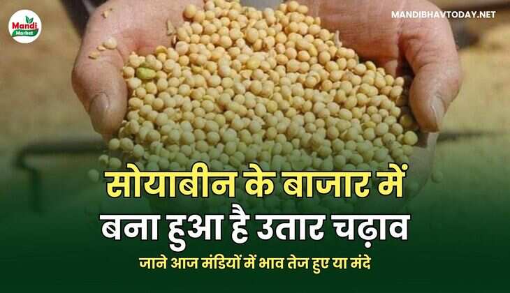 सोयाबीन के बाजार में बना हुआ है उतार चढ़ाव | जाने आज मंडियों में भाव तेज हुए या मंदे