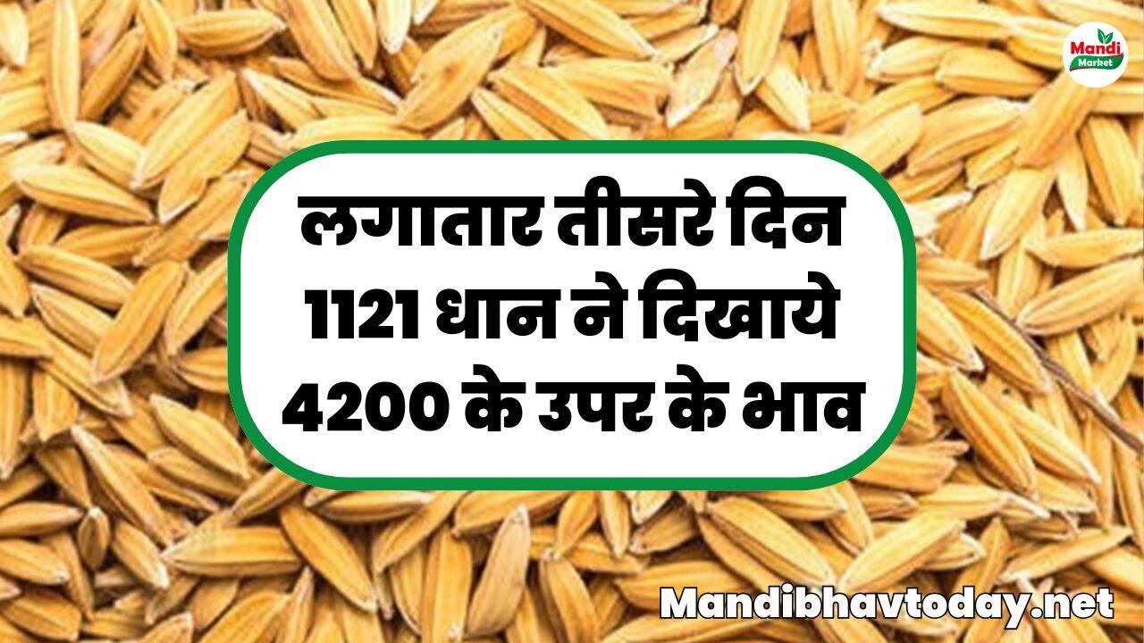 लगातार तीसरे दिन 1121 धान ने दिखाये 4200 के उपर के भाव | 4239 पर पहुंचा रेट देखें धान के ताजा रेट