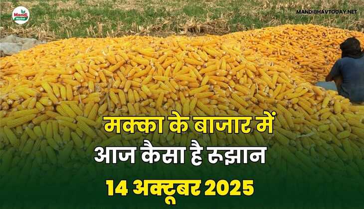 मक्का के बाजार में आज कैसा है रूझान