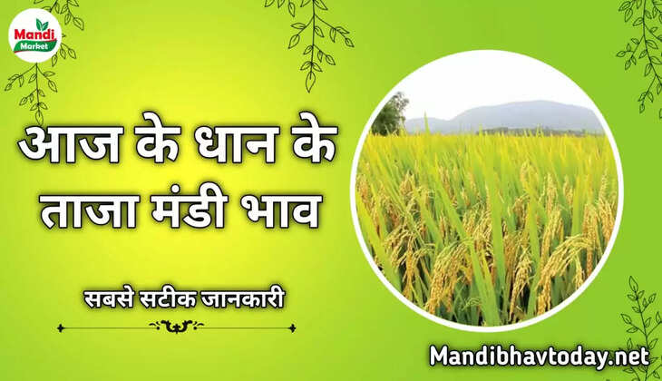 बासमती धान के ताजा भाव | Basmati Paddy Rate Today 26 December 2022