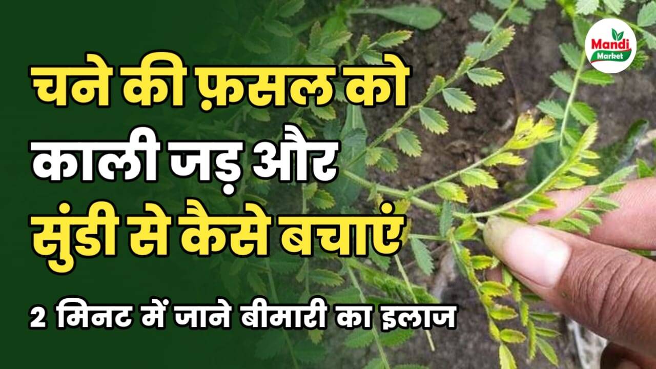 क्या आपके चने के खेत में काली जड़ और सूंडी की समस्या है | 2 मिनट में जाने इसका इलाज