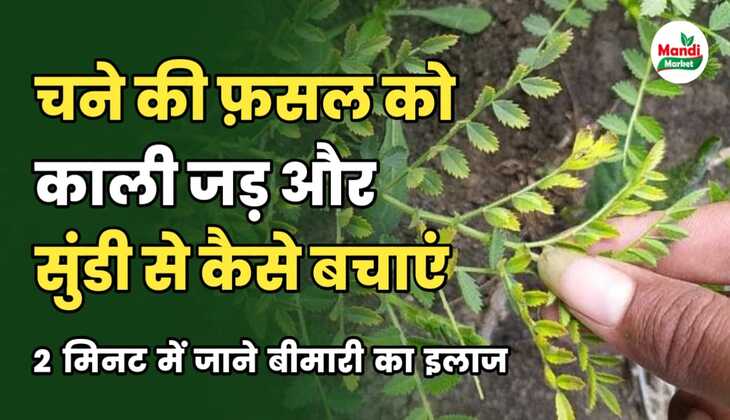 क्या आपके चने के खेत में काली जड़ और सूंडी की समस्या है | 2 मिनट में जाने इसका इलाज
