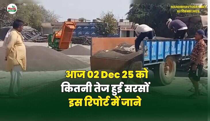 आज 02 Dec 25 को कितनी तेज हुई सरसों | इस रिपोर्ट में जाने