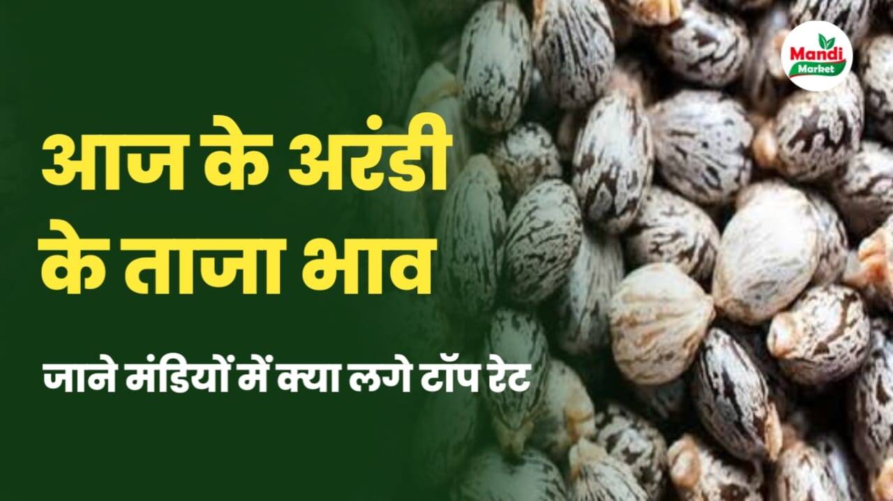अरंडी के भाव