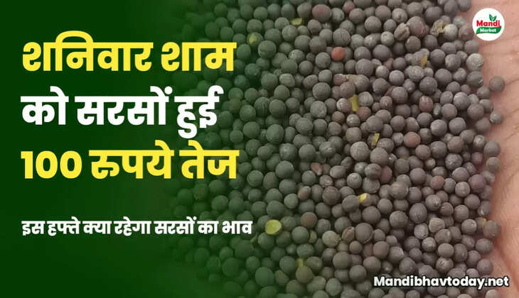 sarso me teji kab ayegi